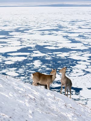 【蜜月去行山】北海道雪地健行之旅