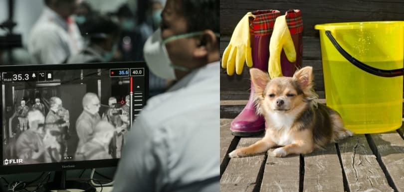 【武漢肺炎】內地媒體亂傳寵物會感染 疑引拋棄貓狗恐慌！3招讓毛孩在家放電+寵物消毒貼士