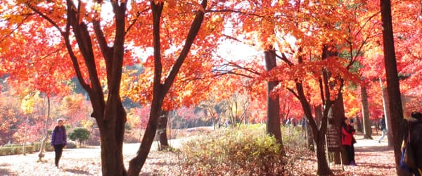 6大韓楓婚攝勝地（下）